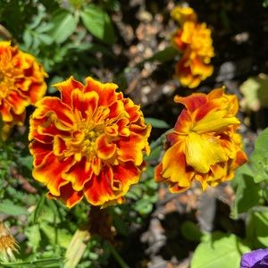 Meet your Posher, Christabel